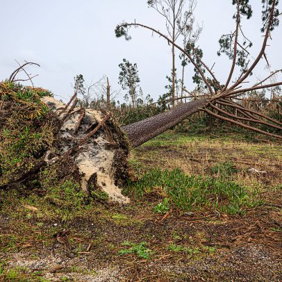 Marinha Grande: Prejuízos chegam a 143 milhões de euros após depressão Kristin