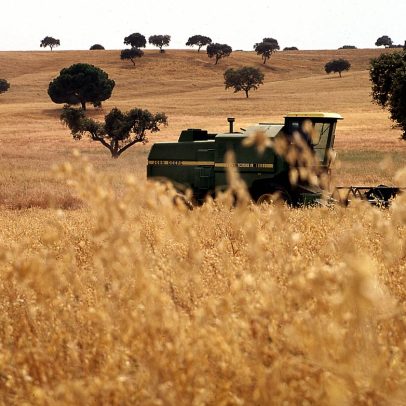 Fertilizantes podem aumentar o preço dos alimentos em Portugal