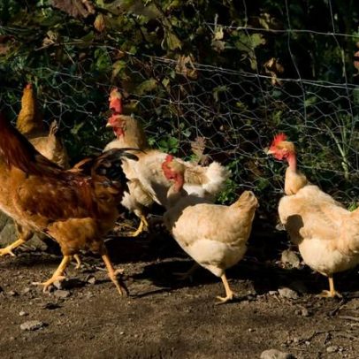 Itália regista primeiro caso humano de gripe aviária na UE