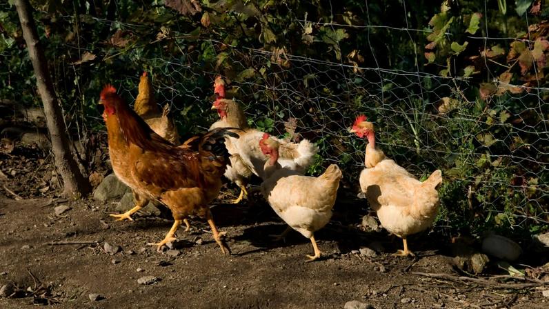 Em Portugal, na época de 2025/2026, verificaram-se 26 focos de infeção de gripe aviária: 16 em aves domésticas e dez em selvagens