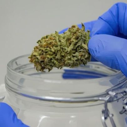 Tribunal absolve arguidos que produziam gomas com baixo teor de canábis