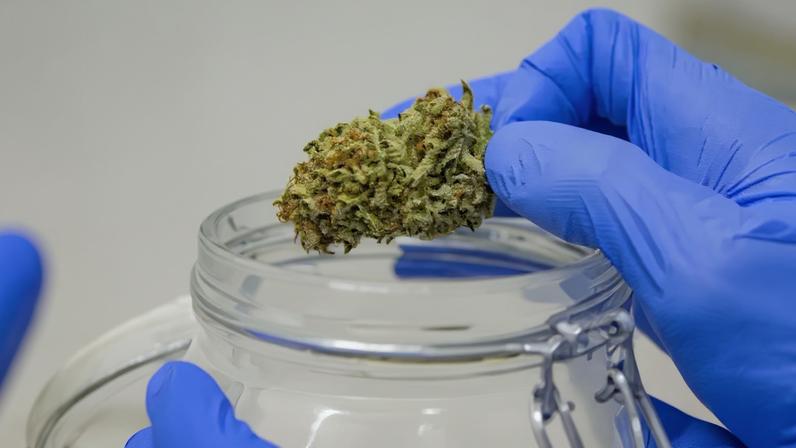 Canábis estava presente nos derivados produzidos na Póvoa em baixo teor