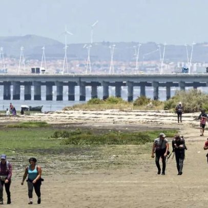 IPMA reforça monitorização de bivalves após alegação de engano por pescador
