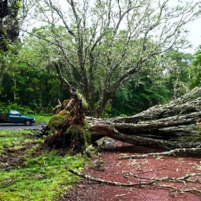 Depressão Therese gera 50 ocorrências com quedas de árvores nos Açores