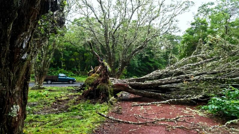 Depressão Therese gera 50 ocorrências com quedas de árvores nos Açores