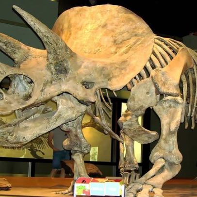 Esqueleto de Triceratops vai a leilão num mercado de dinossauros em crescimento