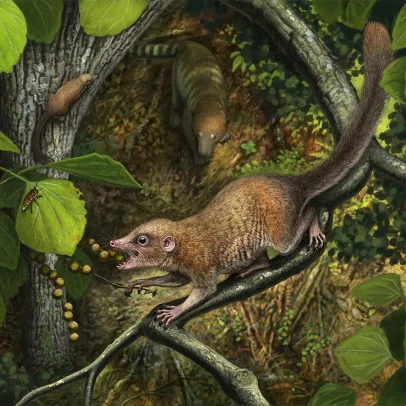 Pequenos fósseis revelam pistas sobre o ancestral mais antigo dos primatas