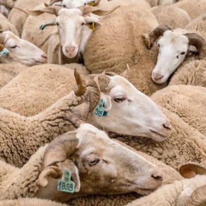 Febre aftosa agrava-se na Europa; apelo a reforço da prevenção