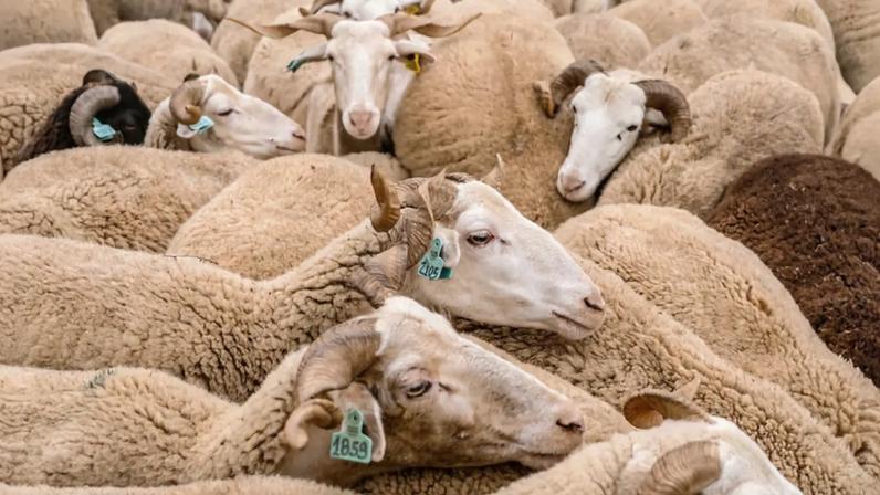 Febre aftosa afeta bovinos, ovinos, caprinos e suínos