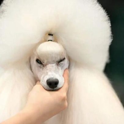 Crufts atrai milhares de visitantes e cães ao Reino Unido