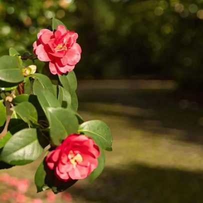 Porto ganha roteiro turístico dedicado às camélias