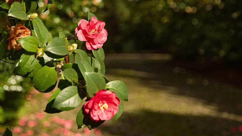 Porto ganha roteiro turístico dedicado às camélias