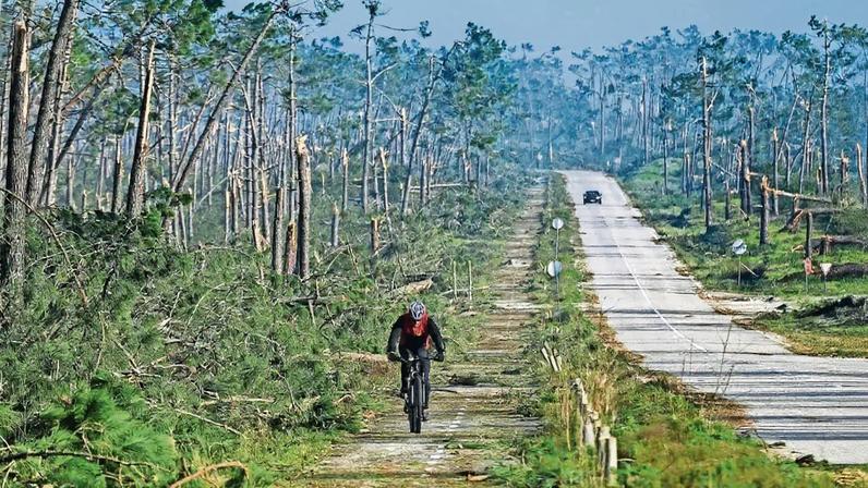 Mau tempo de fevereiro arrasou parte do país, com destaque para o distrito de Leiria, como se vê nesta mata da Marinha Grande