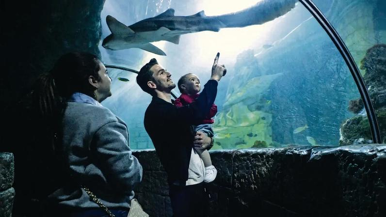 Sea Life Porto recebe muitas famílias