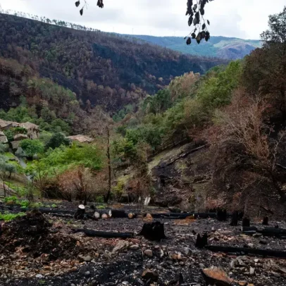 Proprietários têm até 30 de junho para limpar terrenos em áreas de calamidade