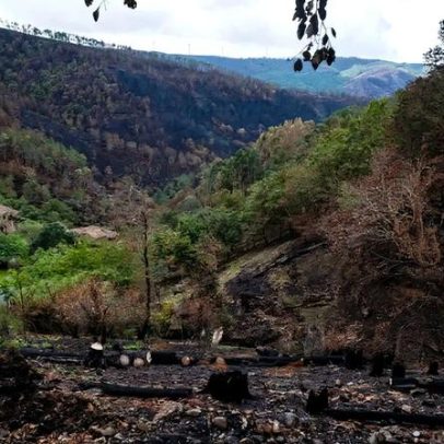 Registo de terrenos rústicos gratuito até 30 de junho