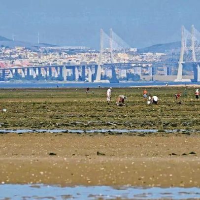 Pescador enganou IPMA, provocando 348 intoxicações em vários países