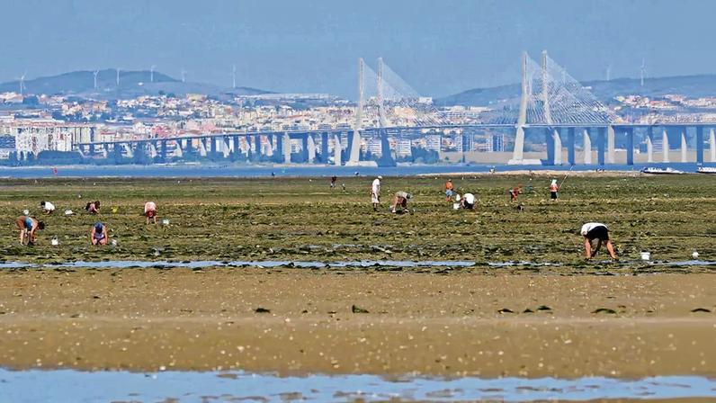 Pescador enganou IPMA, provocando 348 intoxicações em vários países