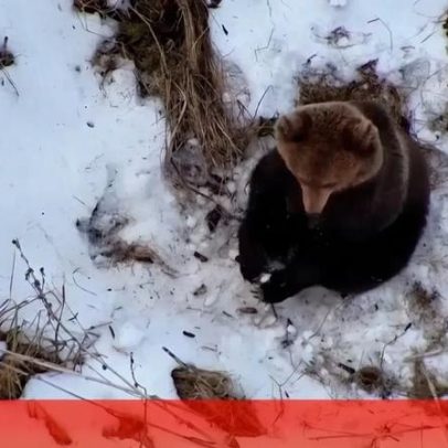 Drone procura homem desaparecido na floresta e registra urso a acordar