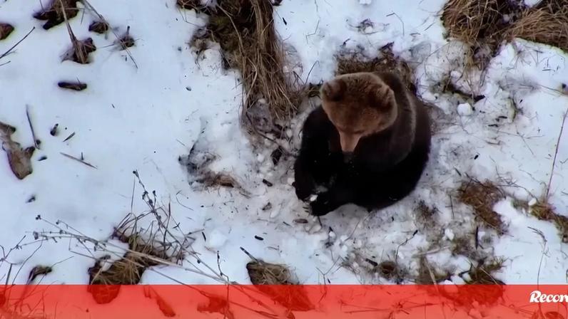 Drone procura homem desaparecido na floresta e registra urso a acordar