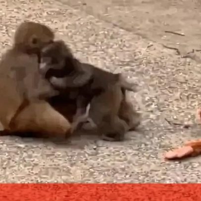Depois do peluche, Punch ganha nova companheira