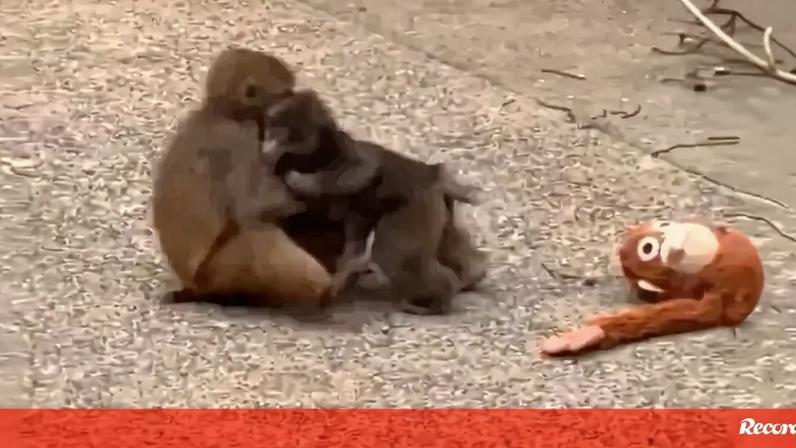 Depois do peluche, Punch ganha nova companheira
