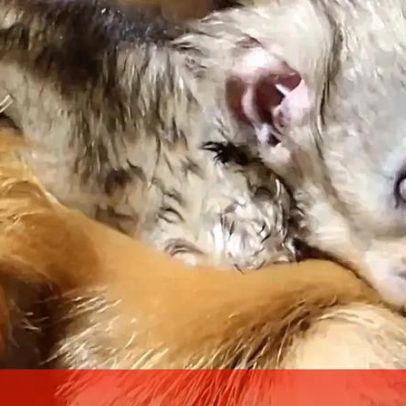 Macaco-dourado: primeira cria nascida fora do continente de origem