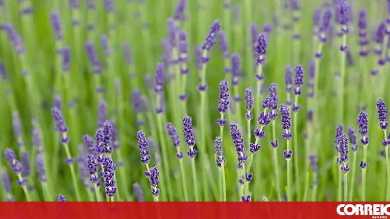 Níveis de pólen muito elevados nos próximos dias no continente