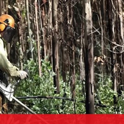 Bruxelas aprova apoio de 250 milhões para o setor florestal em Portugal