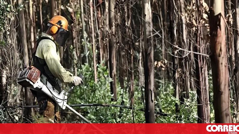 Limpeza de florestas