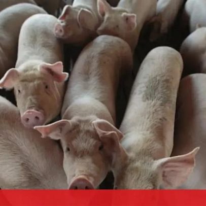 Auditoria mira exploração de Santarém por alegados maus-tratos a suínos