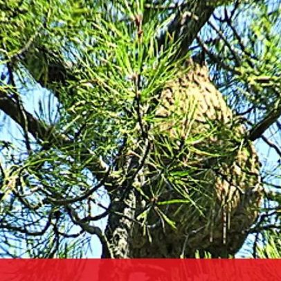 Mais de 200 mil ninhos de vespa asiática destruídos em Portugal