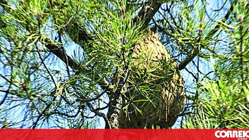 Ninhos de vespas são um alvo a abater
