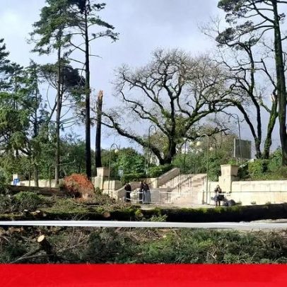 Santuário de Fátima inicia plantação de novas árvores após danos do mau tempo