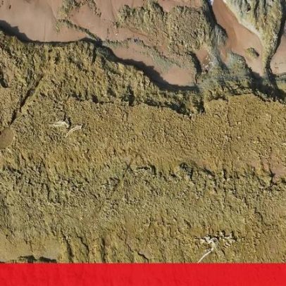 Fósseis na praia de Grândola pertencem a baleias de 10 milhões de anos