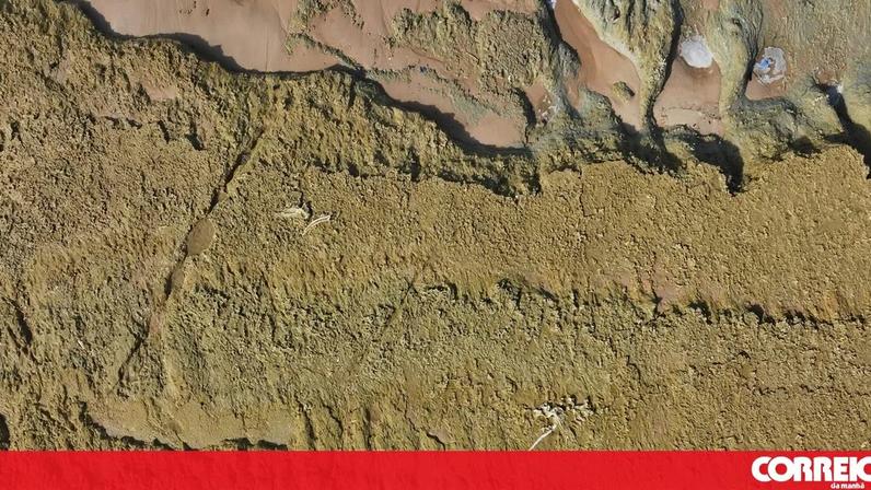 Descobertos fósseis a norte da praia da Galé em Grândola