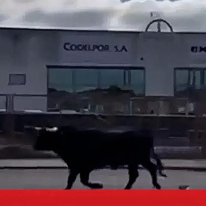 Touro solto provoca pânico em Benavente