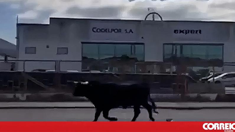 Imagens mostram touro à solta em Benavente