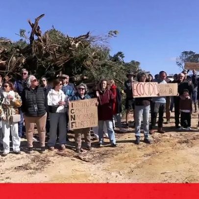 Corte de árvores em Sesimbra suscita indignação pública