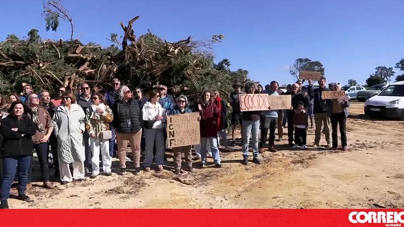 População protesta contra abate de pinheiros em Sesimbra.