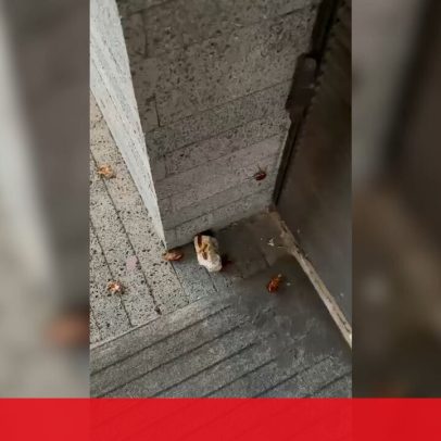 Estudantes de Ponta Delgada denunciam baratas e duchas frias na residência