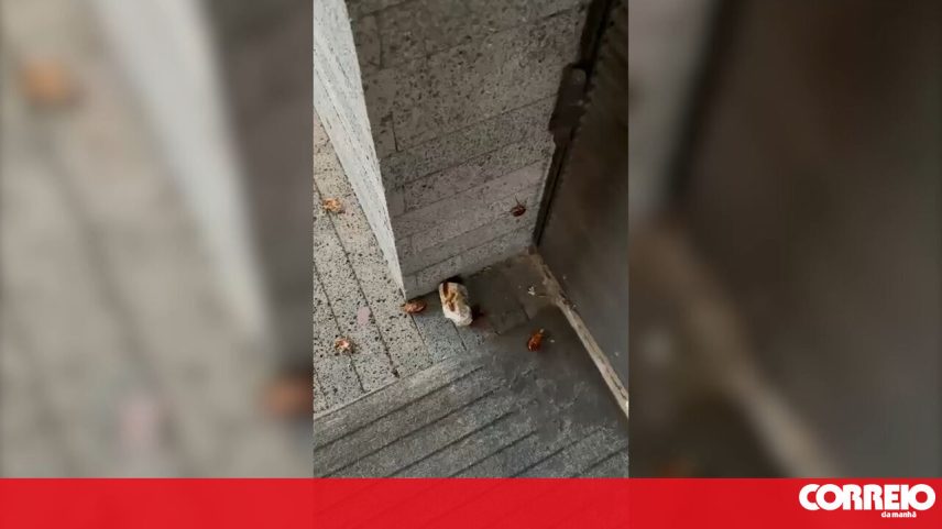 Estudantes em Ponta Delgada denunciam baratas e banhos de água fria em residência universitária