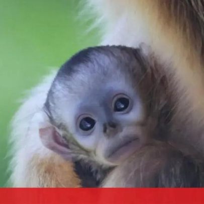Nascimento de cria de macaco-dourado em França marca estreia fora da Ásia