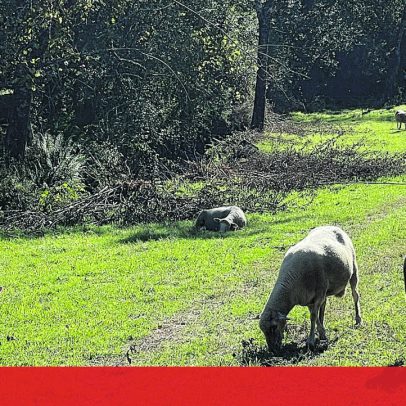 Cães vadios causam a morte de 19 animais em Paredes