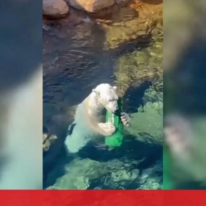 Urso-polar celebra Dia Internacional com mergulhos e brincadeiras