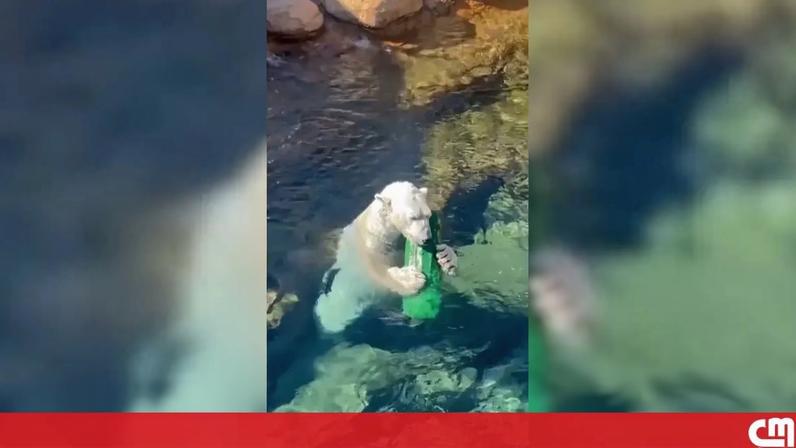 Koda, um urso-polar do jardim zoológico de Memphis, no estado norte-americano do Tennessee, assinalou o Dia Internacional do Urso-Polar com momentos de diversão ao sol, dentro de água e a brincar com uma bóia.