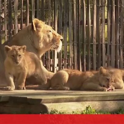 Nascem três leões num zoológico alemão