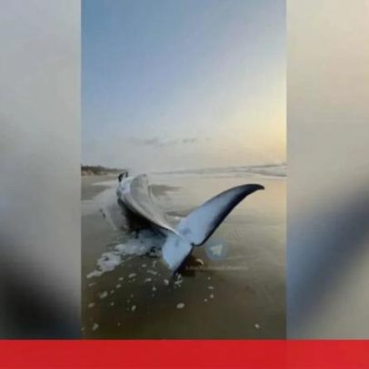 Baleia de mais de 15 metros encalha em areal na praia de Ovar