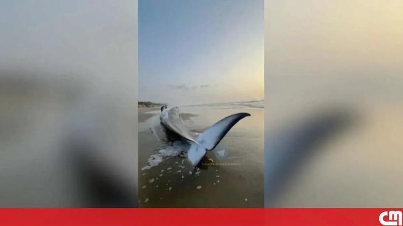 Baleia com mais de 15 metros de comprimento dá à costa em areal de praia em Ovar