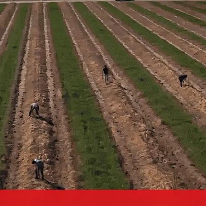 Mudança de chefia não impede exploração de imigrantes em Beja